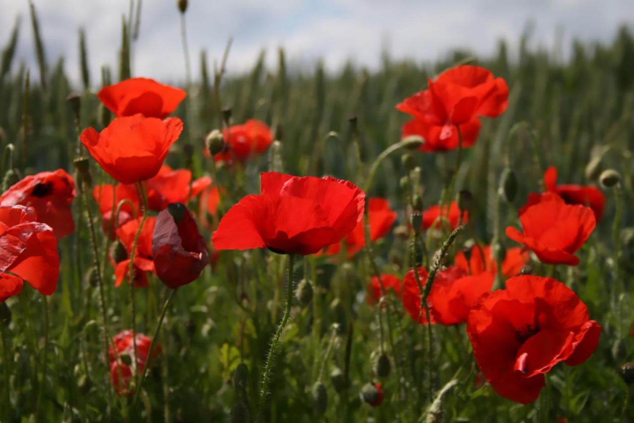 Frühstückspension Arara Montfaucon-d'Argonne